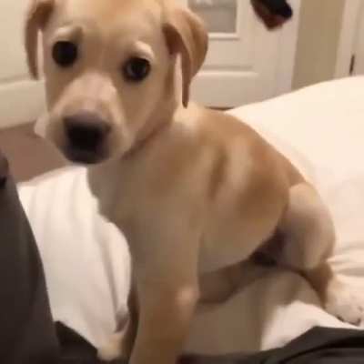 Cachorro