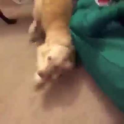 A man surprises dog by dressing up as his favourite toy