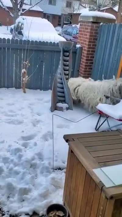 Such a happy mop