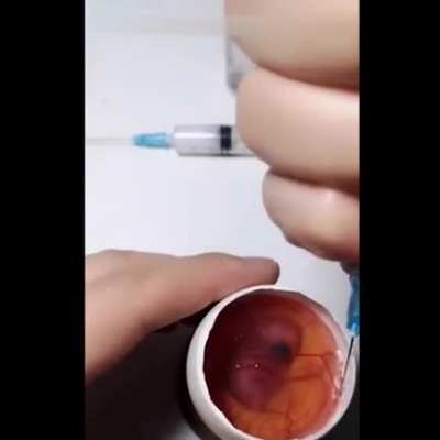 This guy grows a chicken in an open fucking egg By injection !! What Amazing