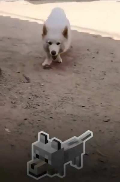 What breed is this?