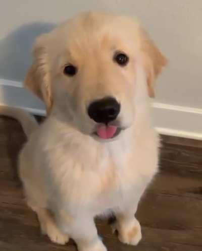 Tongue out for camera