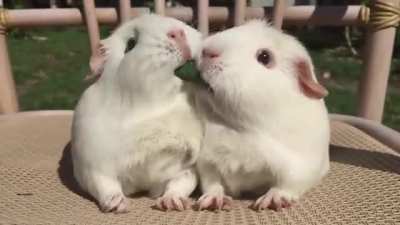 Guinea Pigs Play Tug-of-War With Blade of Grass u/yuvraj42
