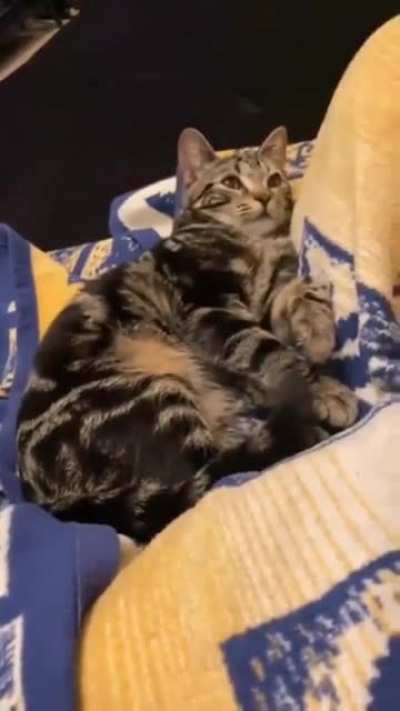 Compressed Cat