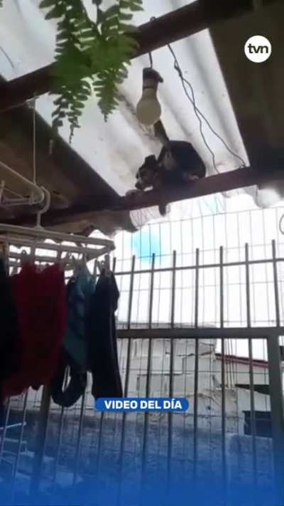 Spider-Firulais en acci&oacute;n