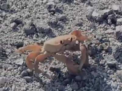 Fuck this arm