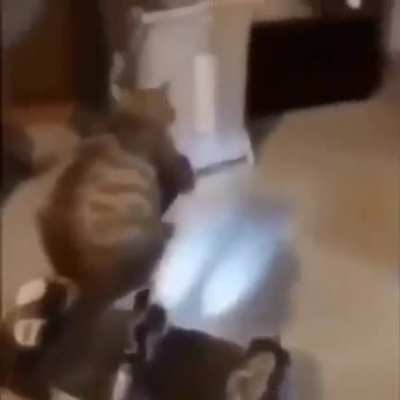 Gato truco