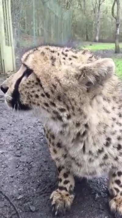 A cheeping cheetah