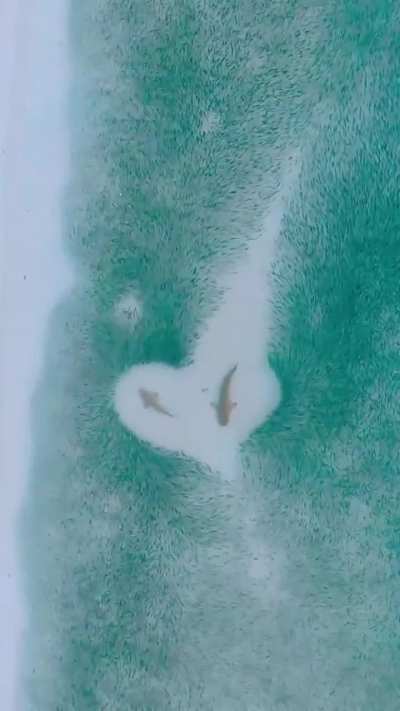 Sharks Through Fish
