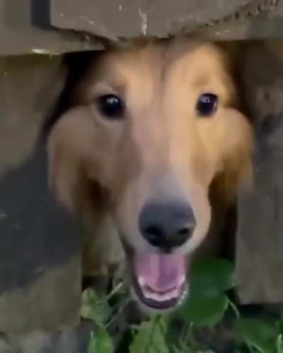 Master of stealth&hellip;
