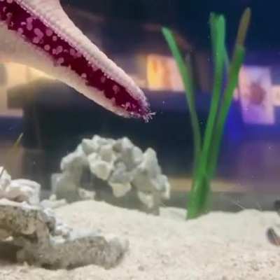 A starfish walking