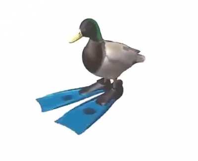 Duck