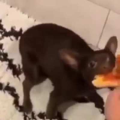bu ney lan kedi mi k&ouml;pek mi &ccedil;ingene felan herhalde amk