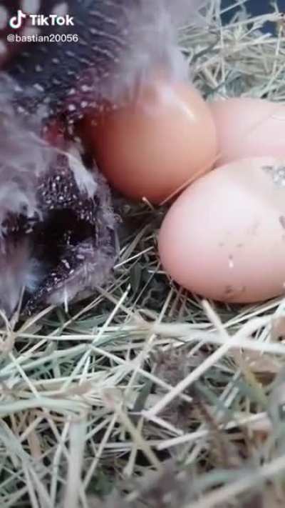 This is How Chickens Lay Eggs