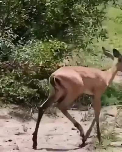 Blursed_gazelle