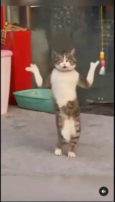 I like cats. 