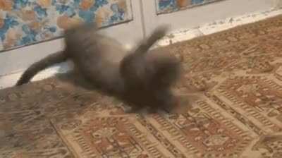 Pretty fast, twinkle toes!