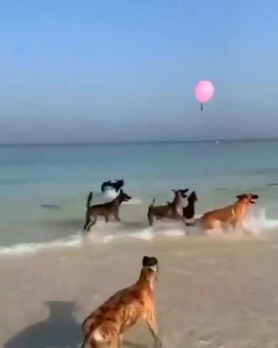 Woof irl