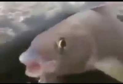 pog fish