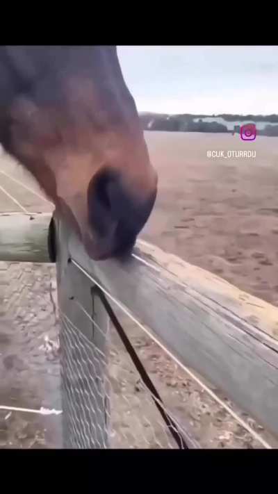Beware of horse generated music. THEY WILL NEVER BE US