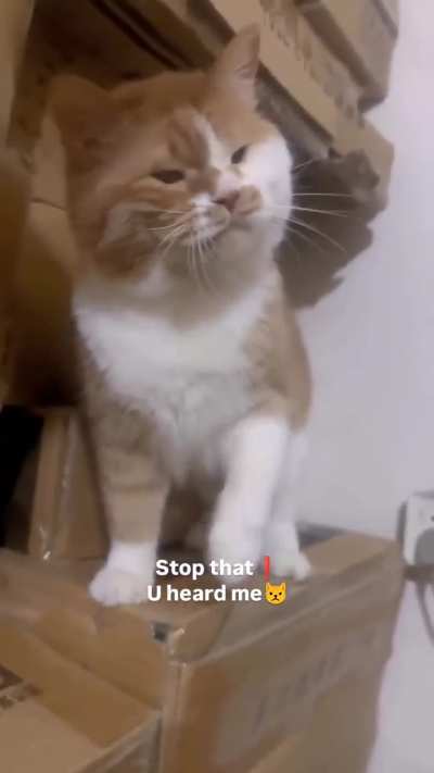Yes Master 🥺