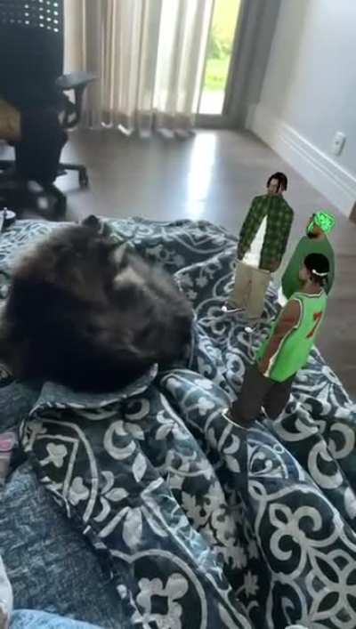 Mr cat dont take no shit