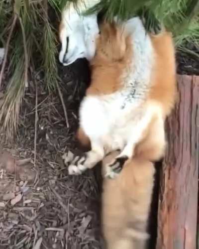 Cute fox
