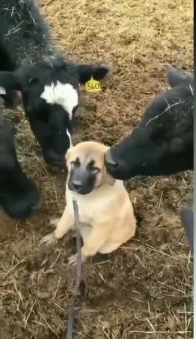 A dog and his best buddies.