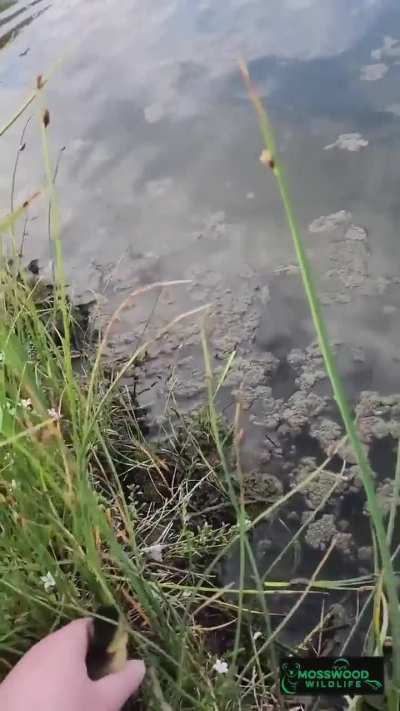 Evil woman separates duckling from its family by telling it to &ldquo;come closer&rdquo;.