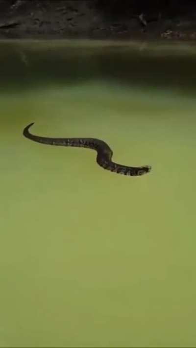 Cottonmouth floating..