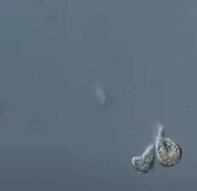 A single cell organism eating another, thus becoming a bicellullar organism [quick maths]