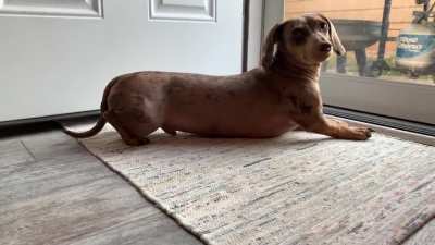 Ziggy doesn&rsquo;t sit, he squats.