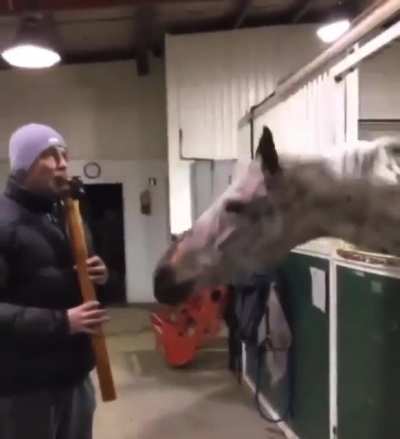 horseJAM PogU