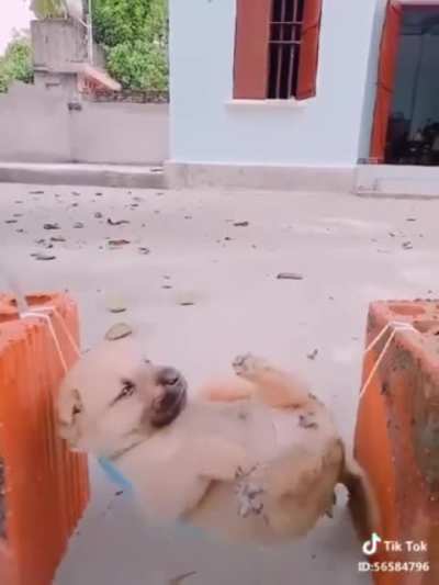 woof_irl