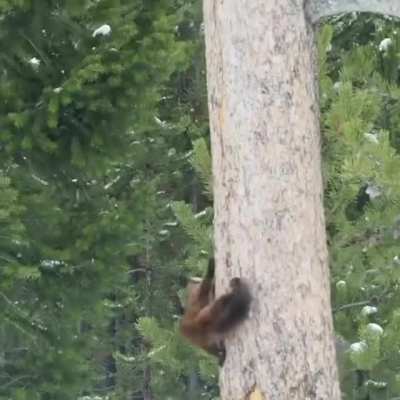 🔥 A pine marten trying to catch a squirrel