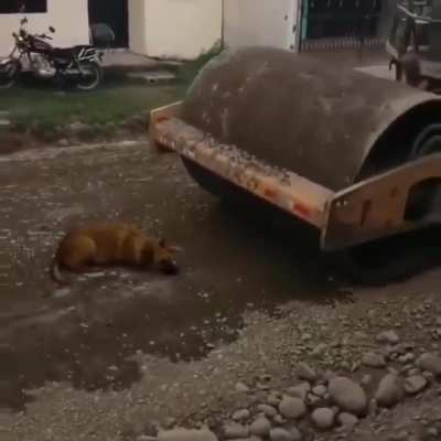 Doggo Jam