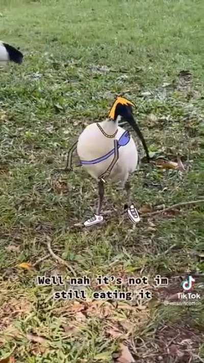When a bird approaches you in public