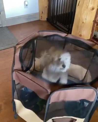We all know that one crazy dog 🤣