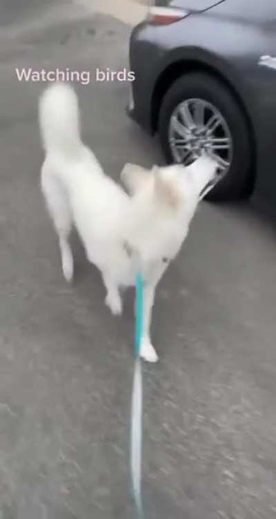 woof irl