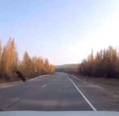 Watch moose survive
