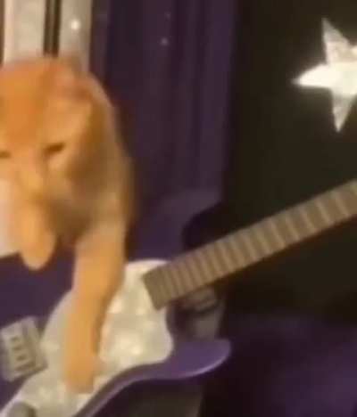 cat band