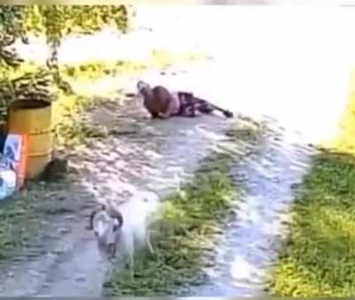 Goat Let it's Intrusive Thoughts Win