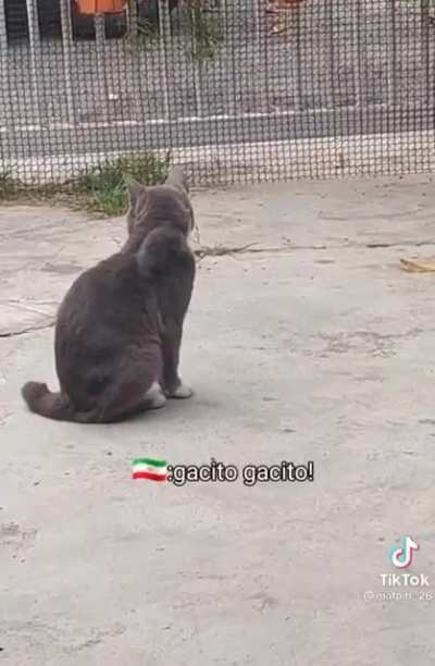 weh