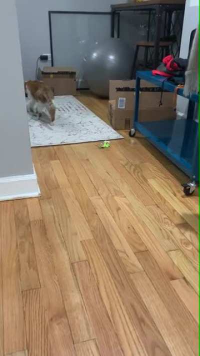 House lion sneak