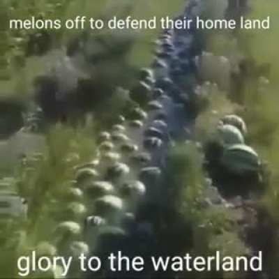 Melon