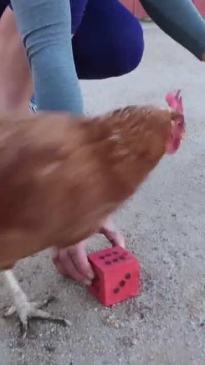 Little Miss Sunshine is proving that chickens have numerical skills! @ Edgar's Mission Animal Sanctuary