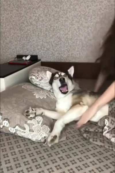 The husky doth protest too much