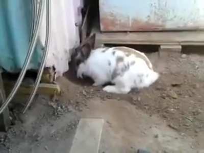 This rabbit saving a cat who couldn&rsquo;t find its way out
