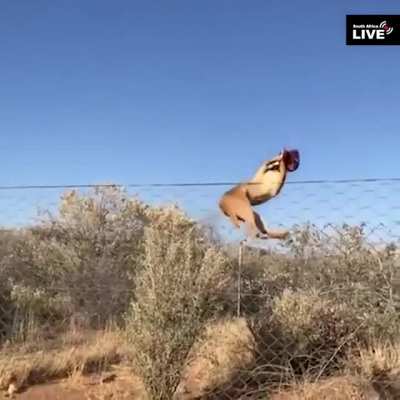 Caracal cat catculating