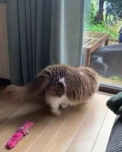 Catto was shookt to the bones.